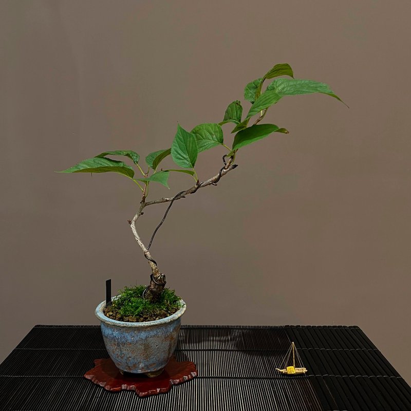 日本水晶櫻∣稀有中品櫻花盆栽 - 盆栽/植栽 - 陶 