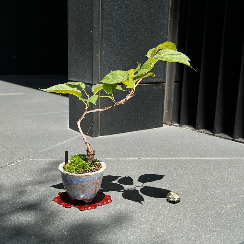 日本水晶櫻∣稀有中品櫻花盆栽 - 盆栽/植栽 - 陶 