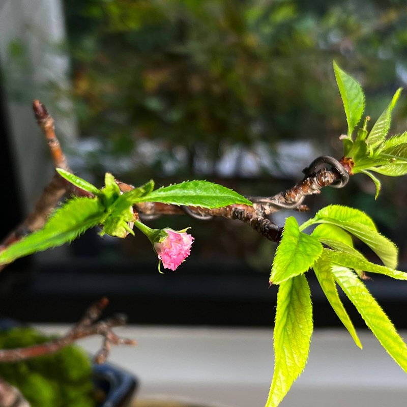 Original Japanese Kurenai Shigure Cherry | Rare Medium-sized Cherry Blossom Bonsai, Currently Blooming - ตกแต่งต้นไม้ - ดินเผา 