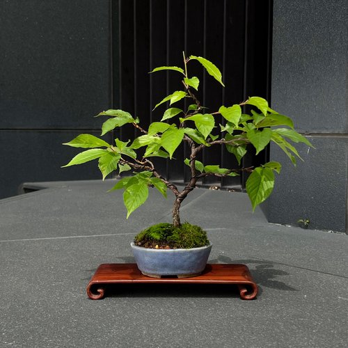 mu bonsai 翠庭 臺灣霧社櫻∣原株櫻花小品盆栽 盆景
