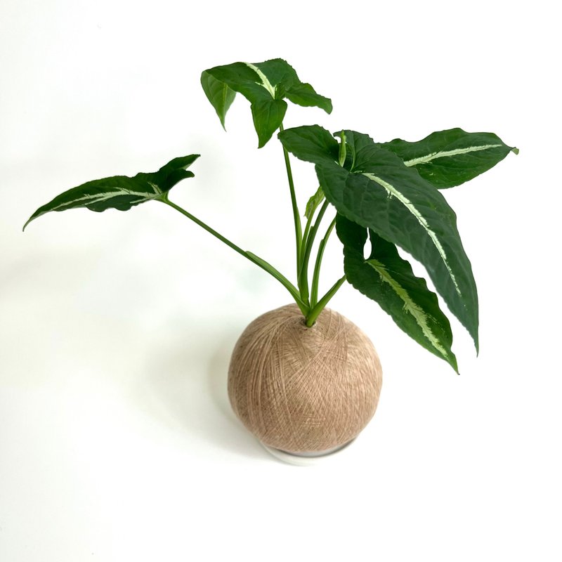 絨葉合果芋 手作植栽苔球 - 盆栽/植栽 - 植物．花 
