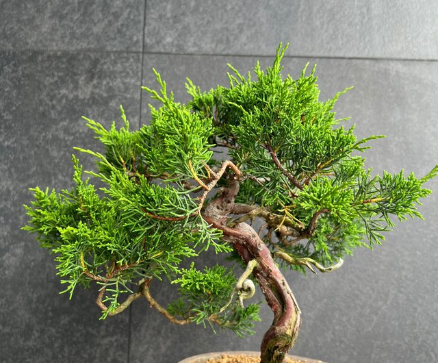 日本系魚川真柏Japanese Itoigawa Shimpaku | 盆景植物bonsai - 設計館