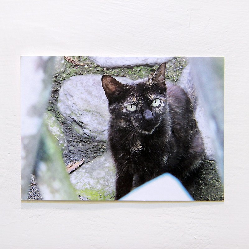 <猫へ - ルビー>台湾キティポストカード/シングル（両面印刷）に1 |台湾ストリート猫/三毛猫/ミークス/ランラン/はがき/ WAのGAのKI | - カード・はがき - 紙 ブラック