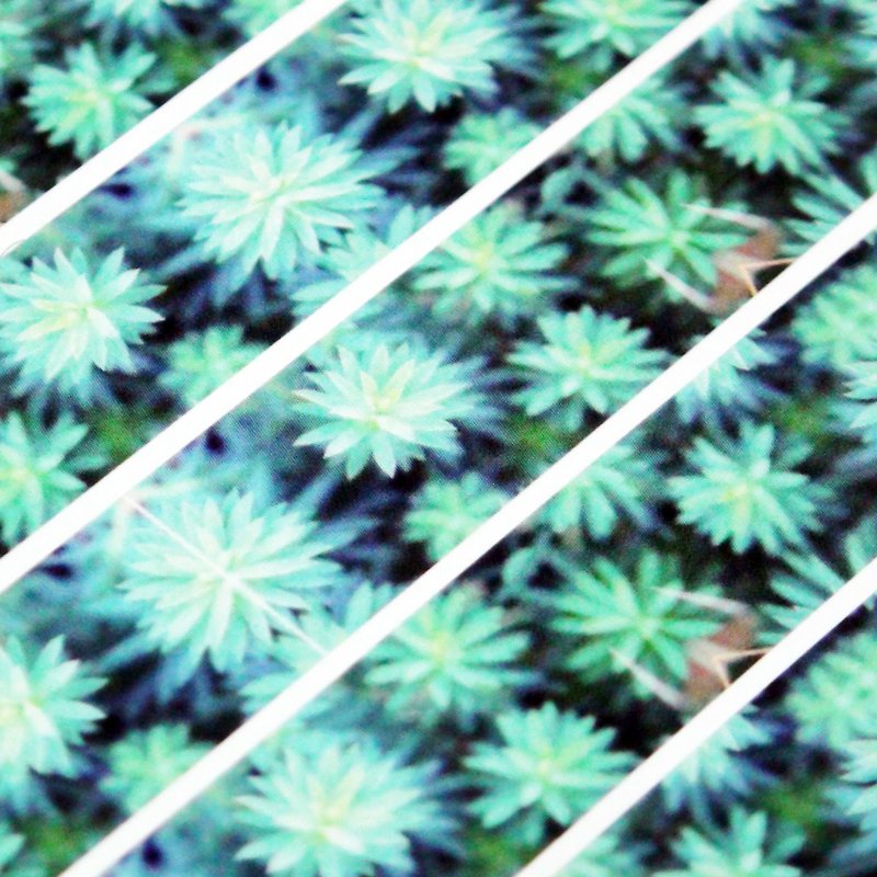 Customized Mini Washi Tape Euphorbia - Washi Tape - Paper 