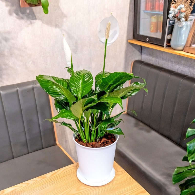 Spathiphyllum 5-inch Japanese-style plastic pottery potted foliage plant - Plants - Plants & Flowers 