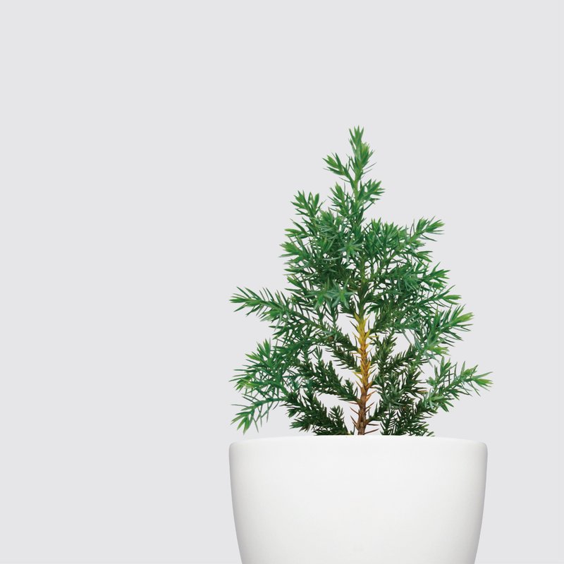 │ Xili Series│ Christmas cypress-seasonal hydroponic potted plant, shatter-resistant, automatic water drinking - ตกแต่งต้นไม้ - พลาสติก ขาว