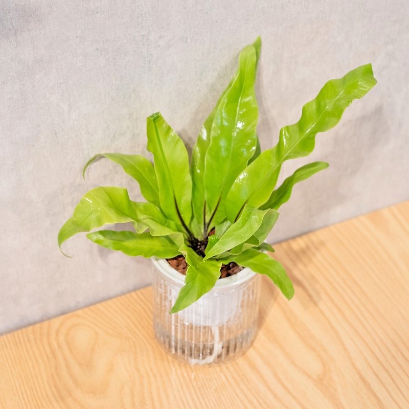 Sansu water-free potted indoor plants, foliage plants, gifts for the office - Plants - Plants & Flowers 
