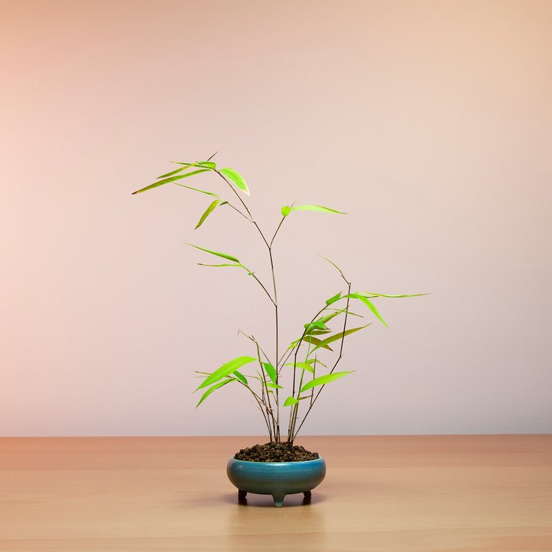 【風水植物】內門竹 小品盆景 綠化空間 盆栽推薦 - 盆栽/植栽 - 植物．花 