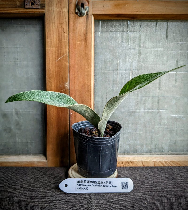 金鋼狼鹿角蕨P.Wolverine (Veitchii Auburn River Willinckill) - 盆栽/植栽 - 植物．花 綠色