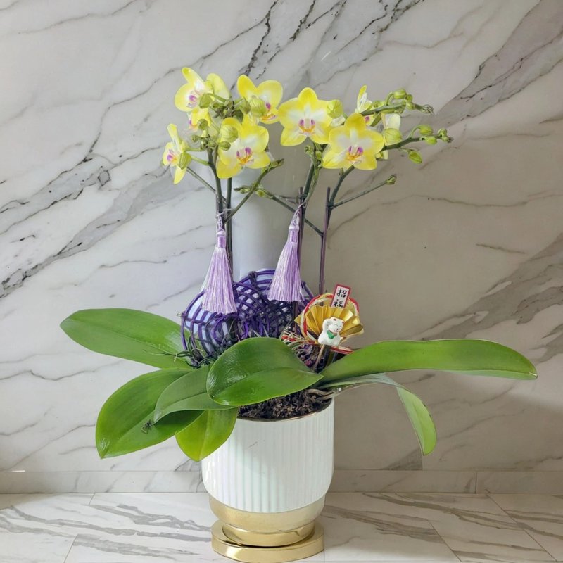 格蘭花店 - 小花生蝴蝶蘭5棵 GF00174 - 盆栽/植栽 - 植物．花 