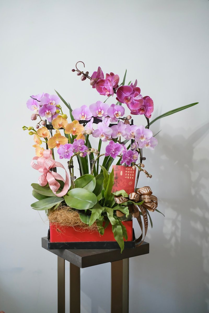 *New Year Orchid*Phalaenopsis set of 8 pots - Plants - Plants & Flowers Multicolor