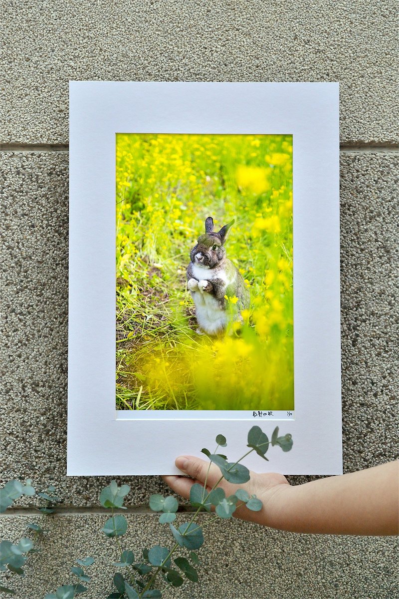 限量兔子攝影藝術原作 - 希望 - 擺飾/家飾品 - 紙 黃色