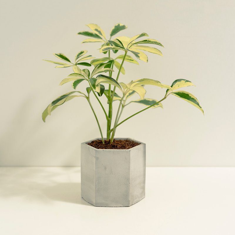 Liriodendron Variegata│Mud Works│Fuzhi Planting - Plants - Cement 