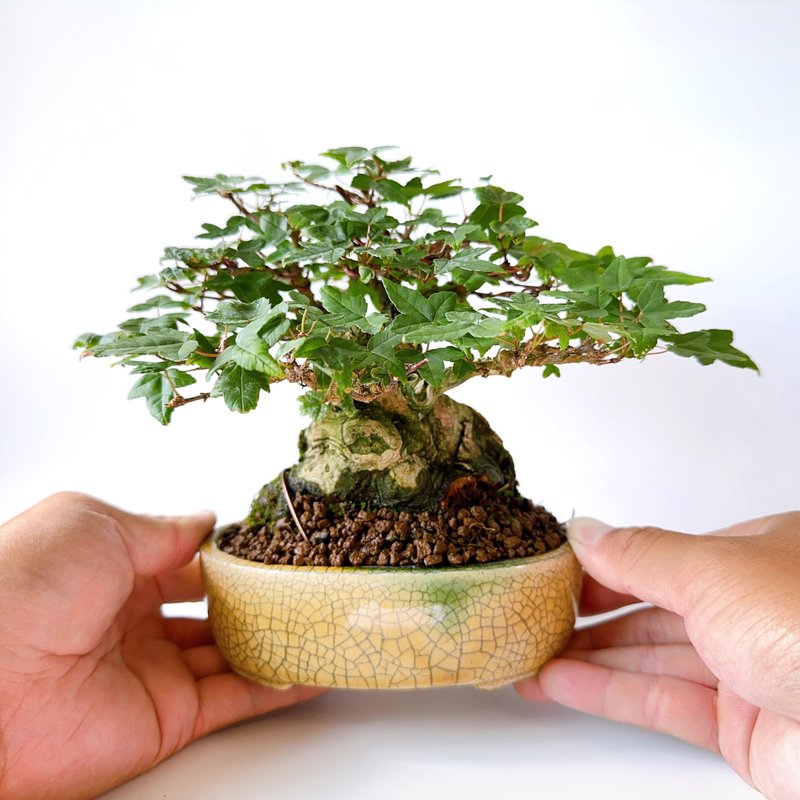 小品盆栽【日本唐楓・トウカエデ】 - 盆栽/植栽 - 植物．花 