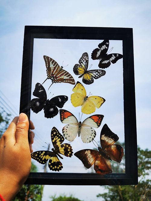 cococollection Real 9 Mix Thai BEAUTIFUL Butterfly Taxidermy Insect Display Double Glass Frame