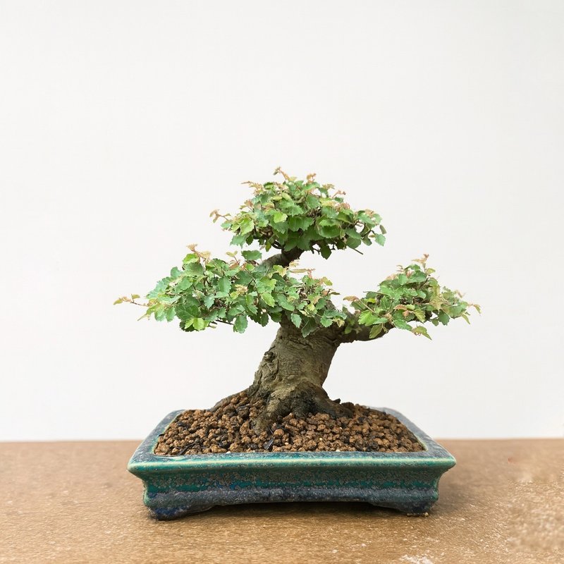 小品盆栽・日本櫸 - 盆栽/植栽 - 植物．花 