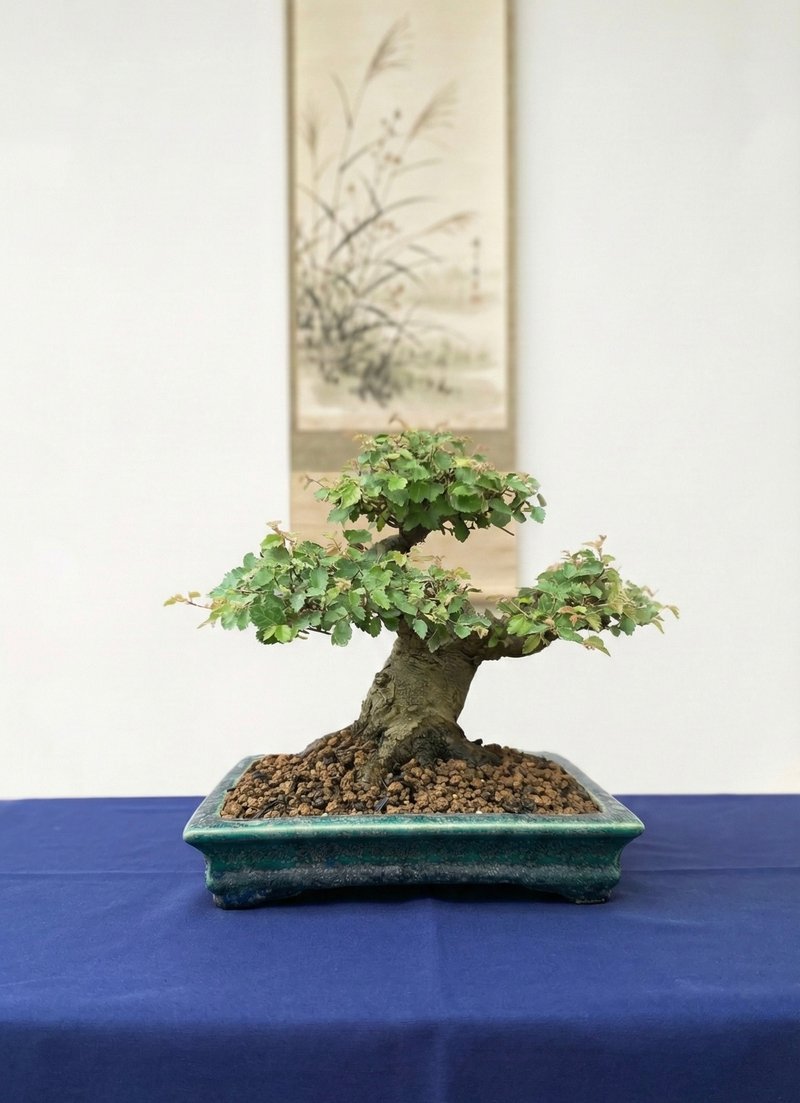 小品盆栽・日本櫸 - 盆栽/植栽 - 植物．花 