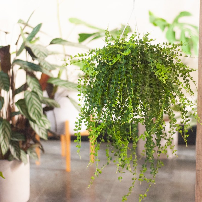 百萬心盆栽 療癒多肉植物 室內 室外種植 居家送禮 觀葉 - 盆栽/植栽 - 植物．花 綠色