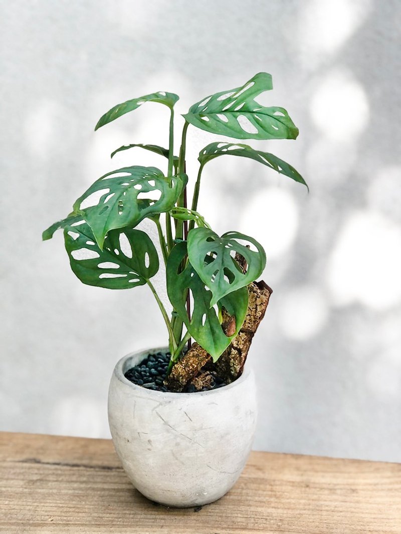 簡單生活 窗孔蔓綠絨小品水泥盆 | 居家辦公好夥伴 WFH - 植栽/盆栽 - 植物．花 綠色