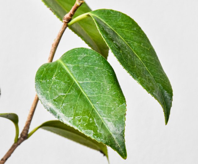 Single Greenery Stem Small Leaves - The Tsubaki