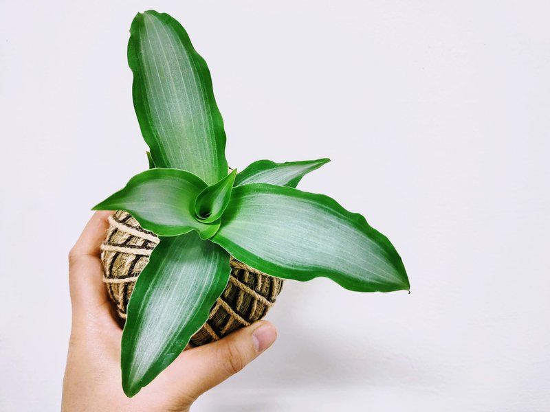 閃耀之心水竹葉苔球│板植│窗邊植物│陽台植物│觀葉植物 - 盆栽/植栽 - 植物．花 綠色