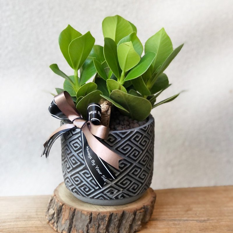 書帶木 簽名樹 聚財樹水泥盆 | 居家辦公好夥伴 WFH - 盆栽/植栽 - 植物．花 綠色