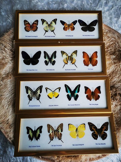 cococollection 4 x Set Mix Real Butterfly Taxidermy Insect Golden Frame Display Home Decor