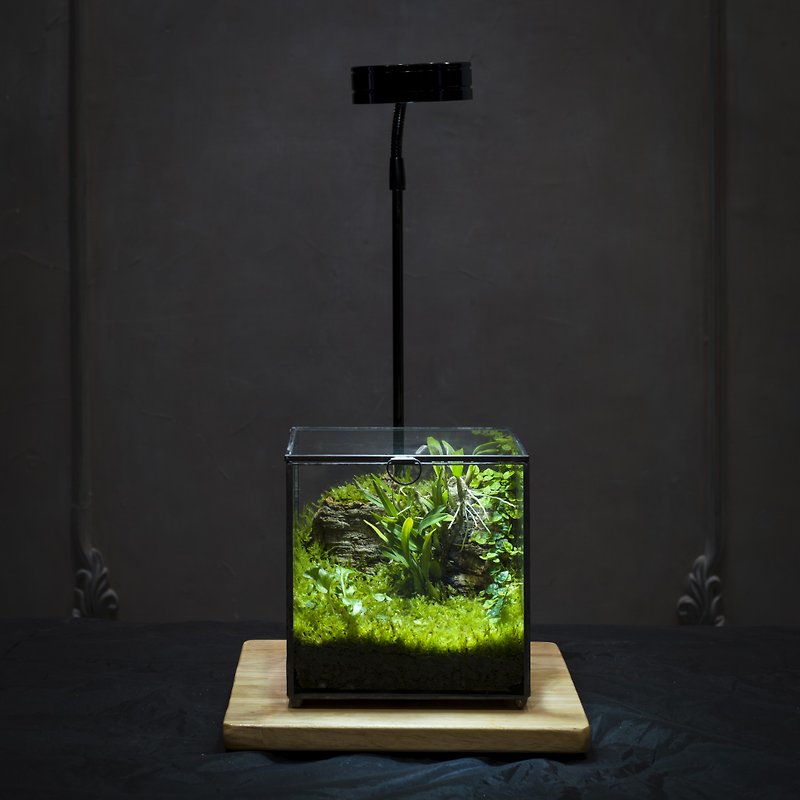 [One person into a class] Green Dimension Treasure Box Micro Landscape with Plant Light - จัดดอกไม้/ต้นไม้ - พืช/ดอกไม้ 