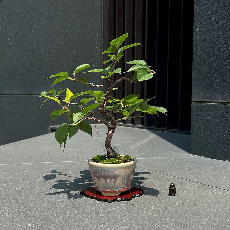 太夫桜 タイリョウザクラ∣中級桜の鉢植え - 観葉植物 - 陶器 