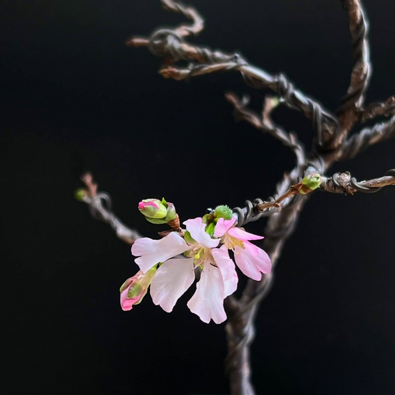 阿龜櫻オカメ∣中品櫻花盆栽 開花中 - 植栽/盆栽 - 陶 