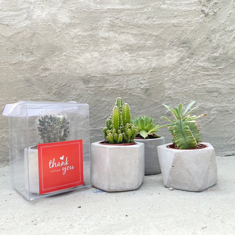 [Doudou Succulents] [1-inch Cement pot-50 pots 1 set]│Gifts│Succulents│Wedding favors - ตกแต่งต้นไม้ - พืช/ดอกไม้ 