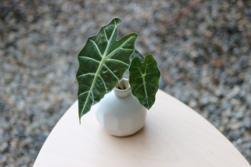 水培植栽│黑葉觀音蓮_室內植物 磨砂陶瓷幾何花瓶 白 - 盆栽/植栽 - 陶 