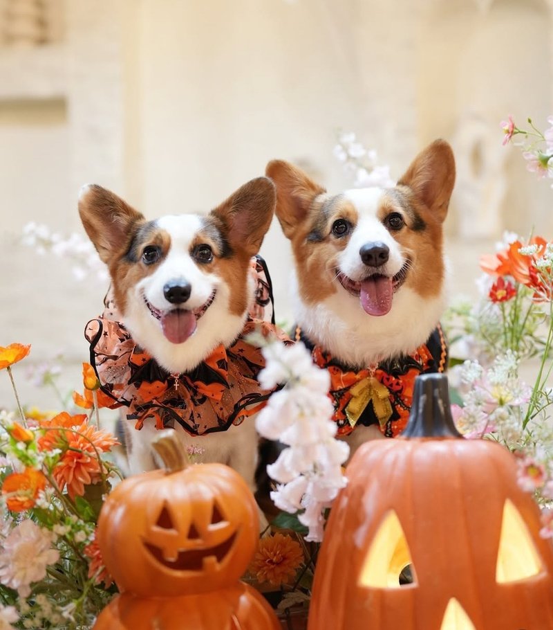 優先訂 萬聖節 Halloween costume 寵物頸飾 - 寵物衣服 - 棉．麻 橘色