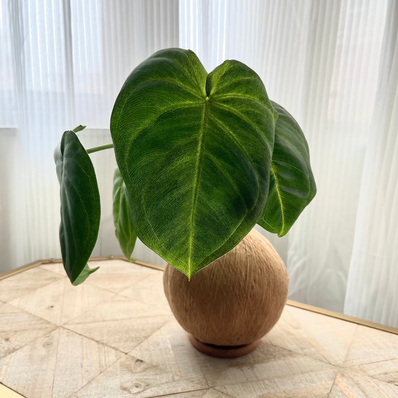 霜心合果芋 手作植栽苔球 - 盆栽/植栽 - 植物．花 