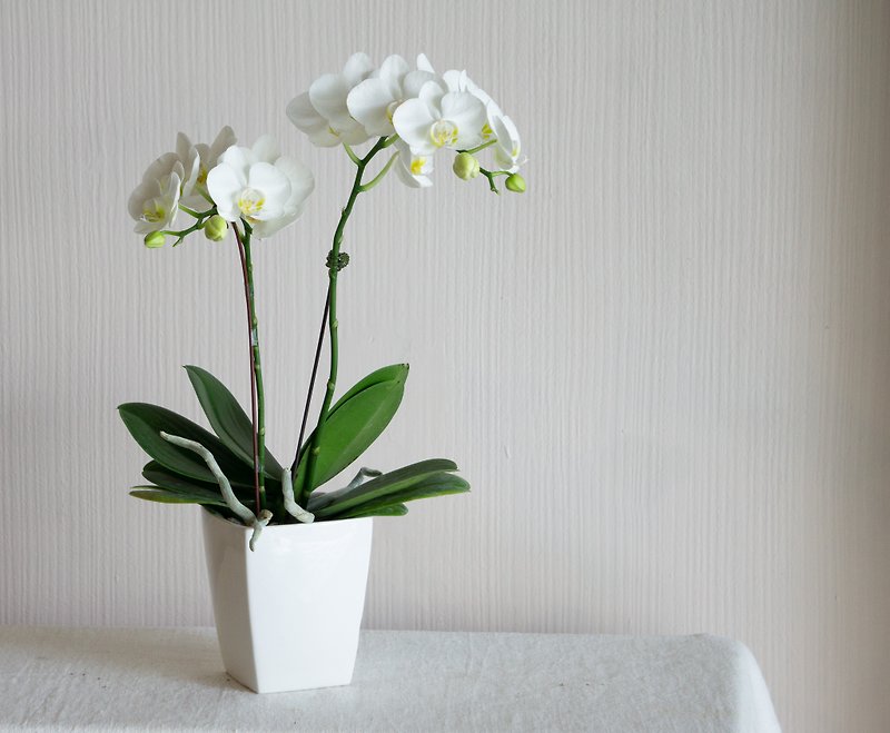 【Popularity】Taiwan Grandma's Phalaenopsis Potted Plants Home Gifts - Plants - Plants & Flowers White