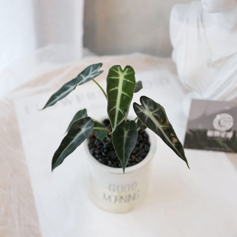 PD177 Guanyin Lotus water-absorbing potted plant - ตกแต่งต้นไม้ - พืช/ดอกไม้ 