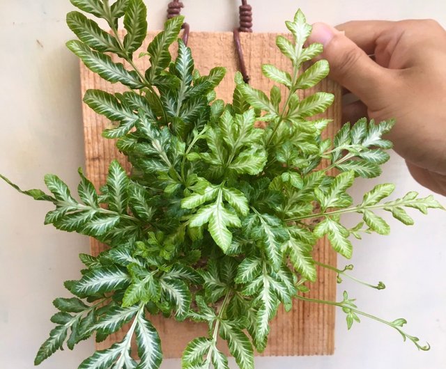 ワラビ 船内植物誕生日プレゼント観葉植物船内屋内植物 ショップ Lookingforflower 花瓶 植木鉢 Pinkoi