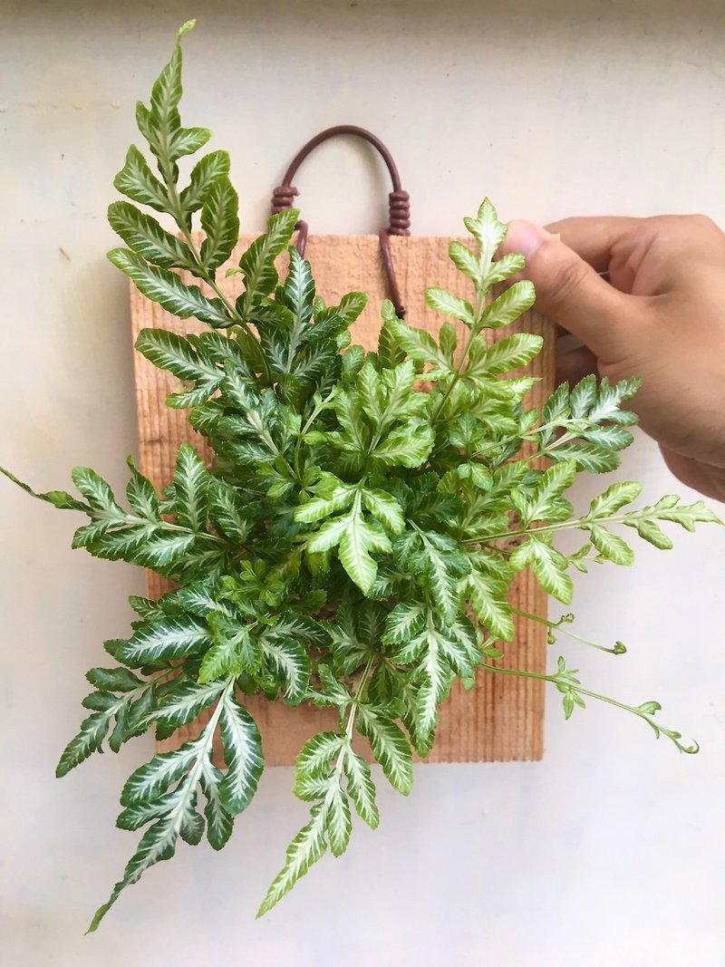 Plants & Flowers Pottery & Ceramics - 【Pteridium fern】Plant on board Birthday gift Foliage plant Indoor plant on board