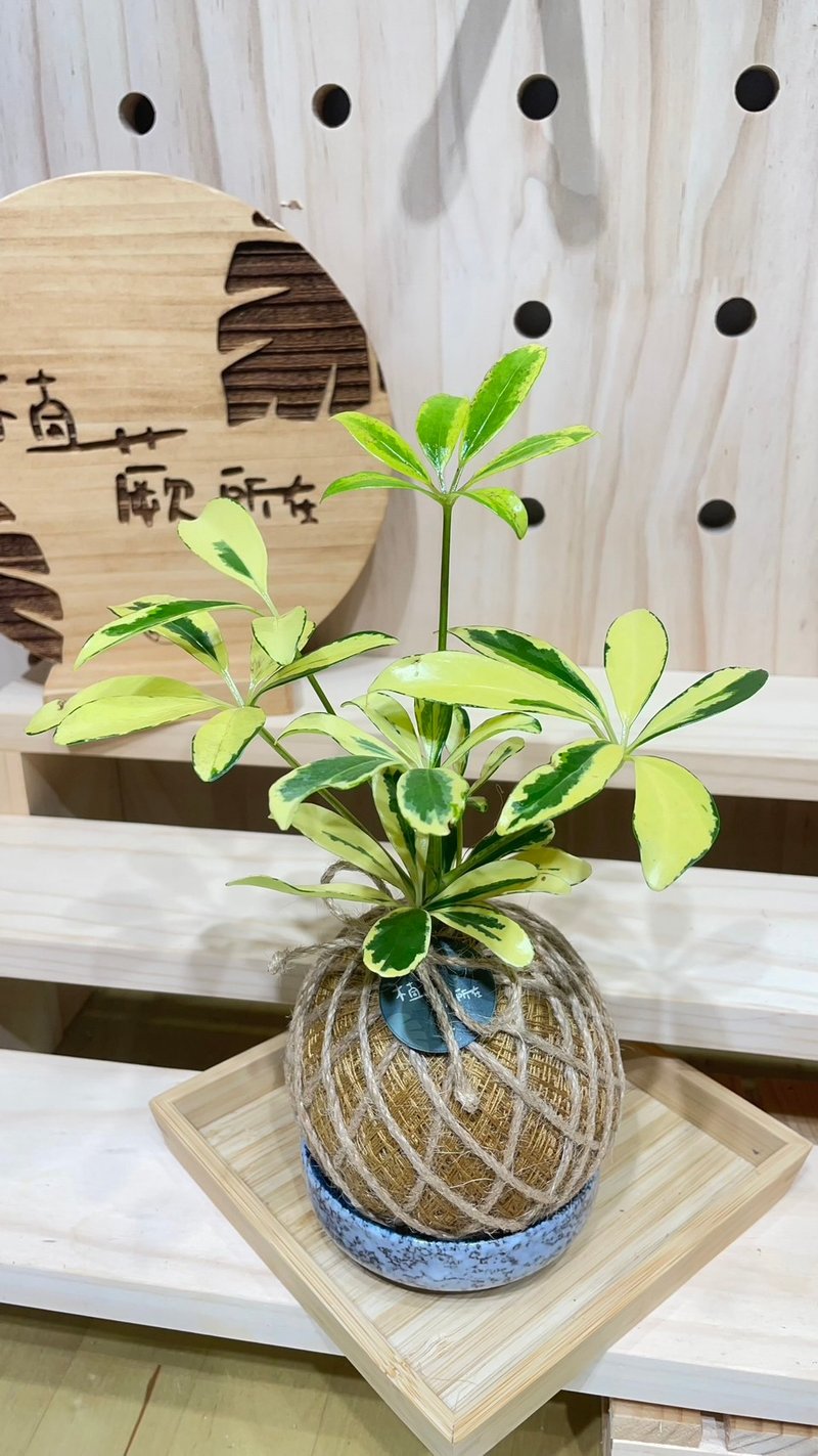 [Where the fern is planted] Golden goose palm rattan water moss ball indoor plant ornamental plant new shop gift - ตกแต่งต้นไม้ - พืช/ดอกไม้ 