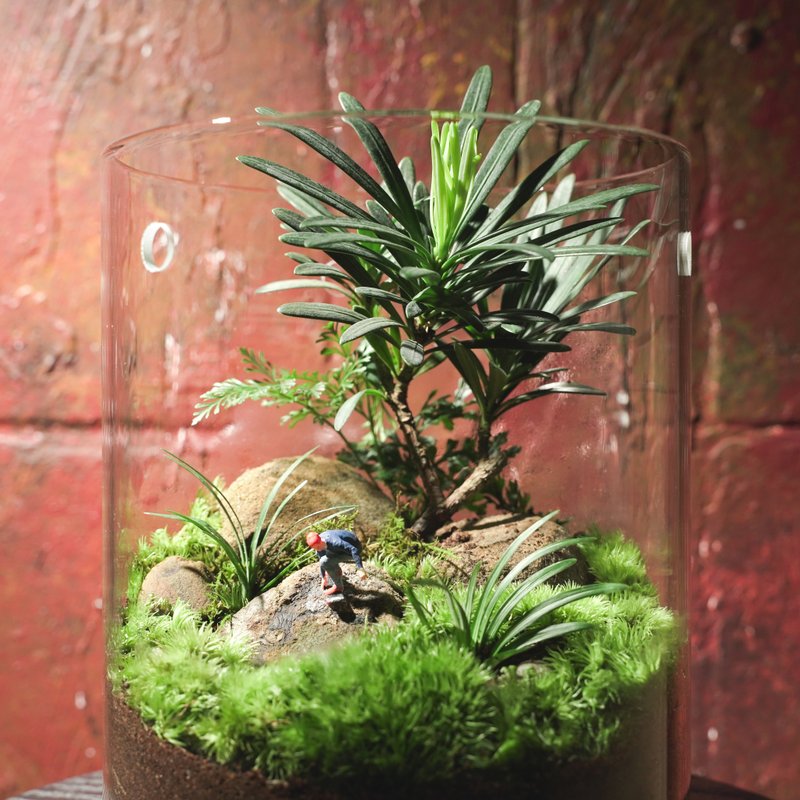 【生態缸－滑板下的白日夢】微景觀 室內植栽 禮物 辦公室擺設 - 盆栽/植栽 - 植物．花 綠色