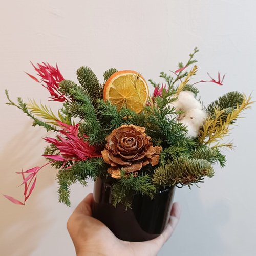 Kinki 手作Studio 聖誕佈置選品 新鮮諾貝松桌花盆花盆栽|開店開幕展覽生日禮物樹