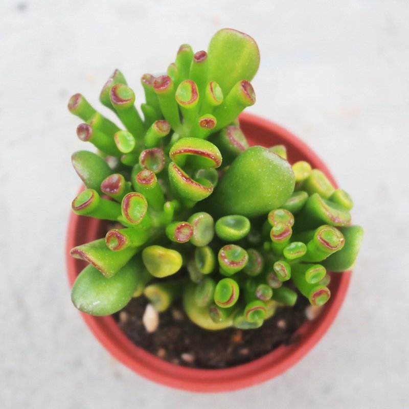 【荳荳多肉】【史瑞克】喬遷│送禮│升遷│多肉植物 - 盆栽/植栽 - 植物．花 