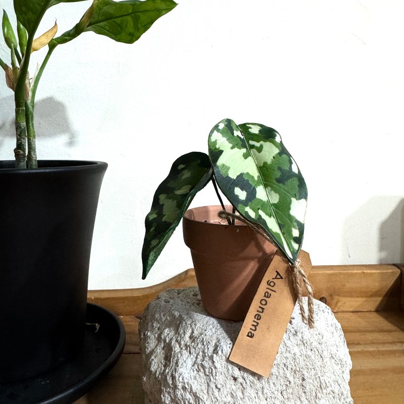 観葉植物のレザー盆栽シリーズ - カモフラージュアグラオネマ / 贈り物 - 置物 - 革 
