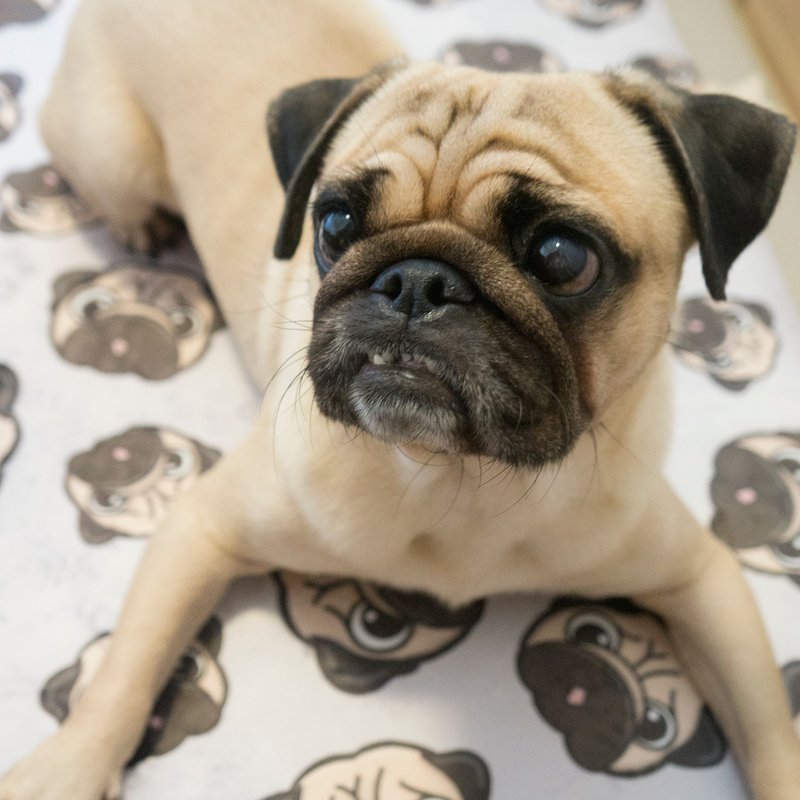 Pug Tou Zai Big Floor Mat Starling Mick Pug Dog Floor Mat Floor Mat