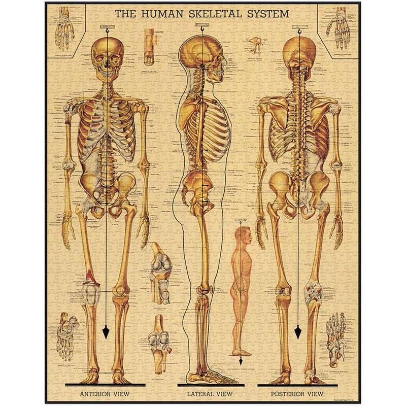 Cavallini & Co. Round Jar 1000 Piece Jigsaw Puzzle_Human Skeleton - เกมปริศนา - กระดาษ หลากหลายสี