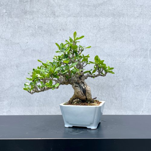 盆栽 『クチナシ』 花 インテリア 観葉植物 ガーデニング 送料無料 b071 盆栽 クチナシ 室内 初心者 おしゃれ観葉 シンボルツリー 誕生日