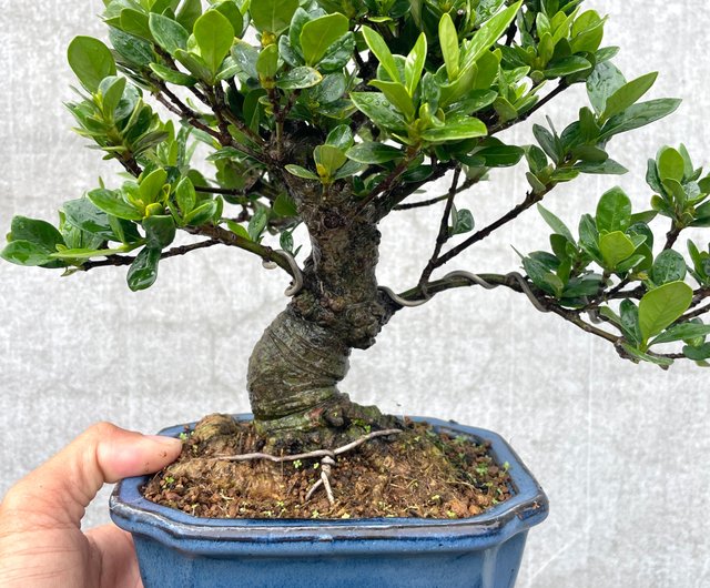 盆栽 盆栽ダルマ クチナシ盆栽 ギフト - ショップ rustic-charm 盆栽 盆栽ダルマ クチナシ盆栽 ギフト - ショップ rustic-charm