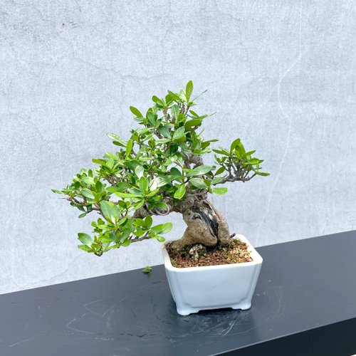 盆栽 『クチナシ』 花 インテリア 観葉植物 ガーデニング 送料無料 b071 盆栽 『クチナシ』 和風 インテリア 園芸 花 ガーデニング