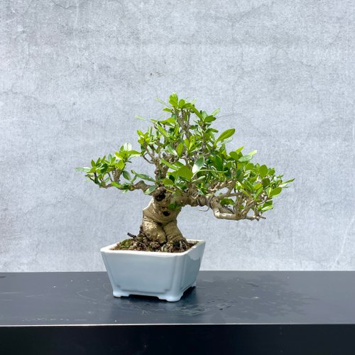 フォローワー様100人記念❗️クチナシ盆栽　　小品盆栽　雑木盆栽 雑木 | 北関東盆栽組合