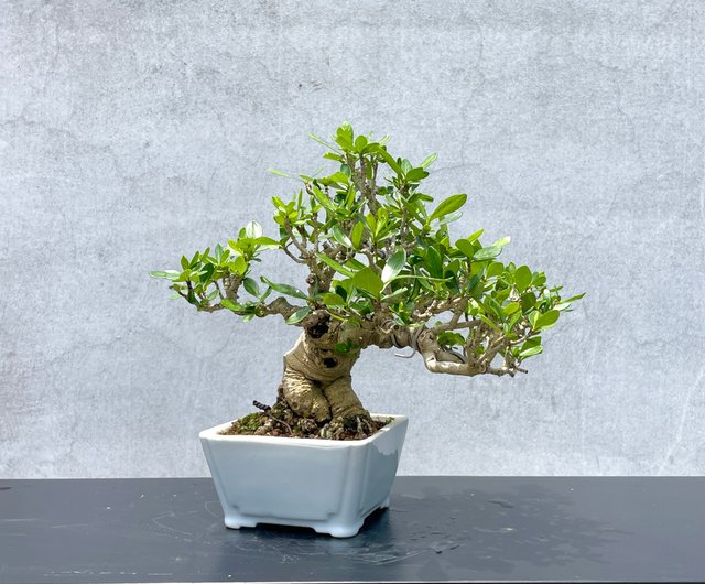 盆栽 『クチナシ』 花 インテリア 観葉植物 ガーデニング 送料無料 b071 盆栽 『クチナシ』 和風 インテリア 園芸 花 ガーデニング おしゃれ